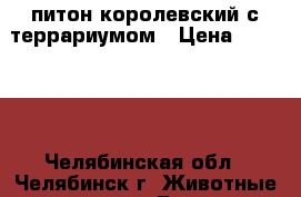 питон королевский с террариумом › Цена ­ 10 500 - Челябинская обл., Челябинск г. Животные и растения » Грызуны и Рептилии   